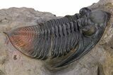 Zlichovaspis Trilobite With Red Tail - Atchana, Morocco #301713-2